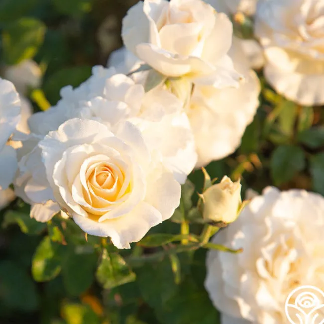 French Lace™>Heirloom Roses Outlet