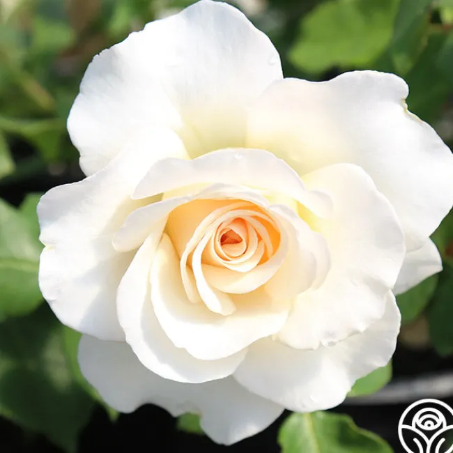 French Lace™>Heirloom Roses Outlet
