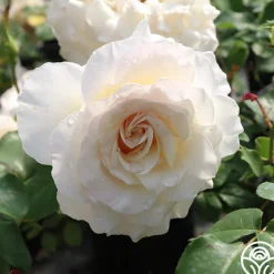 French Lace™><noscript><img width=