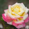 French Perfume™>Heirloom Roses Hot