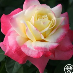French Perfume™>Heirloom Roses Hot