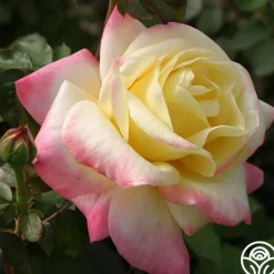 French Perfume™><noscript><img width=