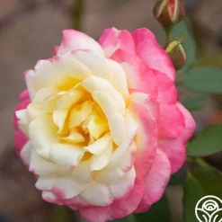 French Perfume™><noscript><img width=