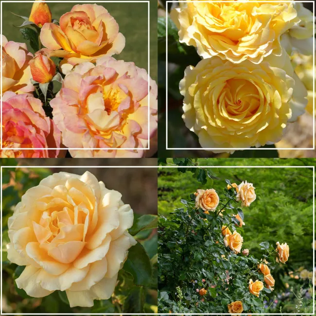 French Romance>Heirloom Roses New