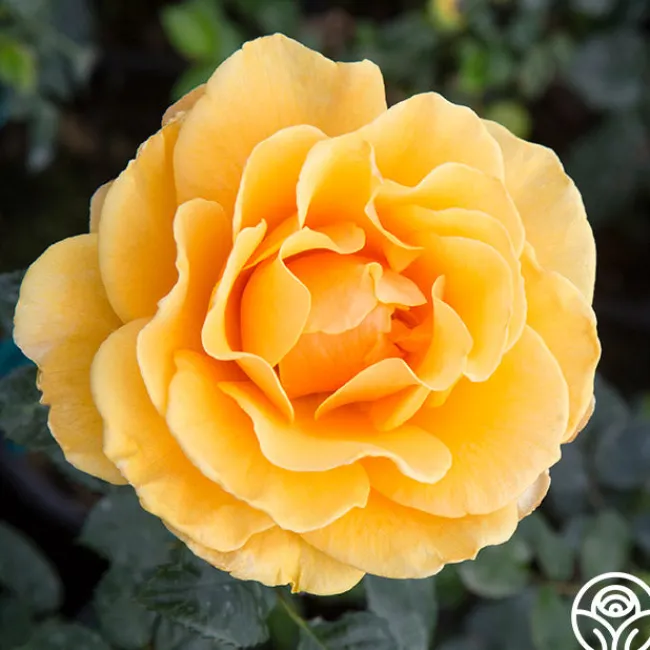 French Romance>Heirloom Roses New