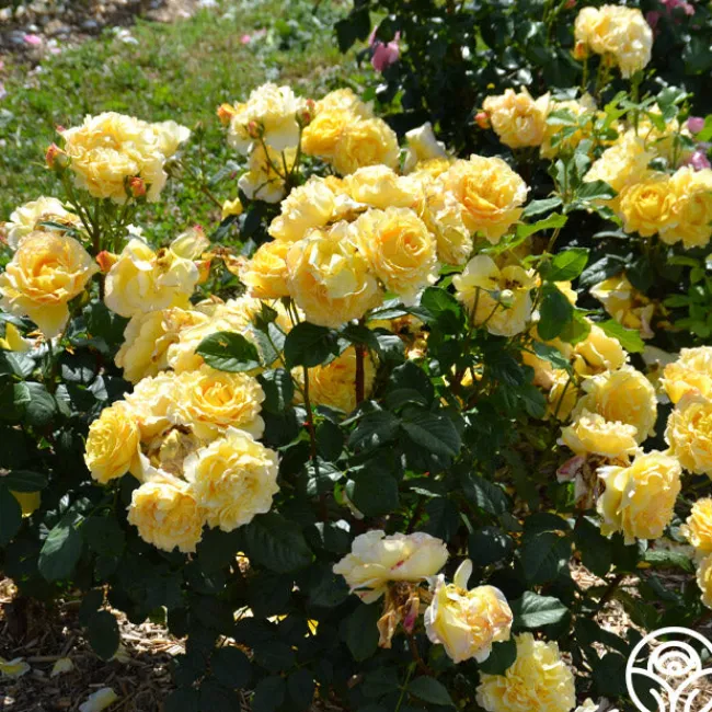 French Romance>Heirloom Roses New