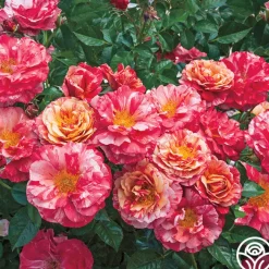 Frida Kahlo™>Heirloom Roses Sale