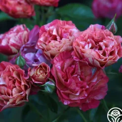 Frida Kahlo™><noscript><img width=