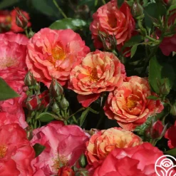 Frida Kahlo™><noscript><img width=