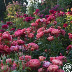 Frida Kahlo™><noscript><img width=