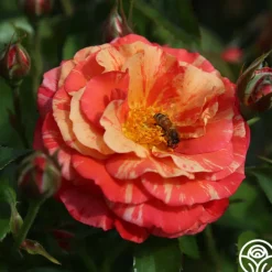 Frida Kahlo™><noscript><img width=