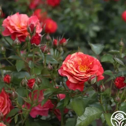 Frida Kahlo™><noscript><img width=
