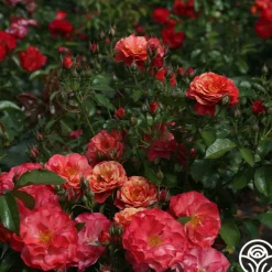 Frida Kahlo™><noscript><img width=