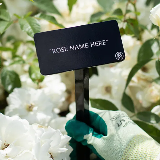 Frida Kahlo™ Stake>Heirloom Roses Clearance