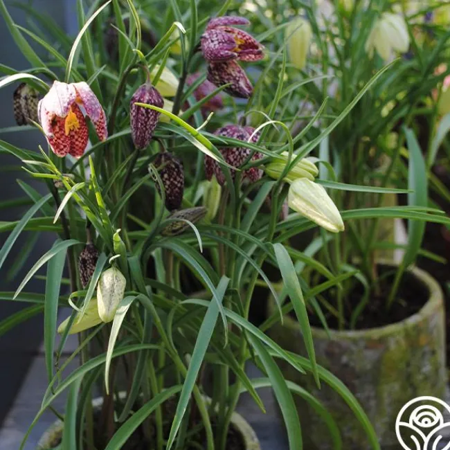 Fritillaria Meleagris Mix>Heirloom Roses
