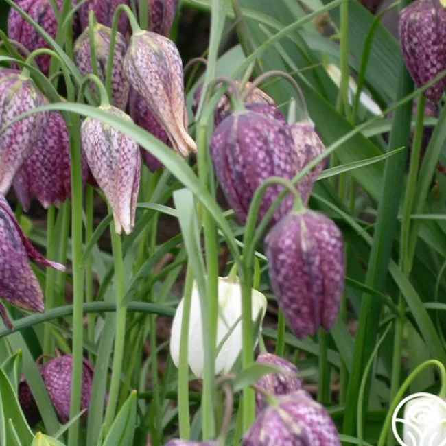 Fritillaria Meleagris Mix>Heirloom Roses