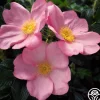 Fru Dagmar Hastrup>Heirloom Roses Outlet