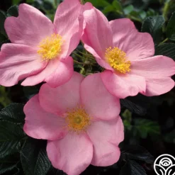 Fru Dagmar Hastrup>Heirloom Roses Outlet