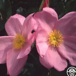 Fru Dagmar Hastrup>Heirloom Roses Outlet