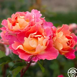 Fruity Petals™><noscript><img width=