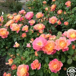 Fruity Petals™><noscript><img width=