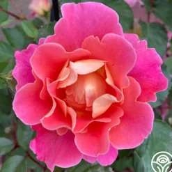 Fruity Petals™><noscript><img width=