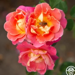 Fruity Petals™><noscript><img width=