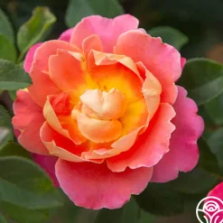 Fruity Petals™><noscript><img width=