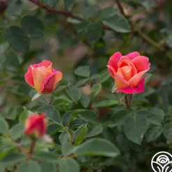 Fruity Petals™><noscript><img width=