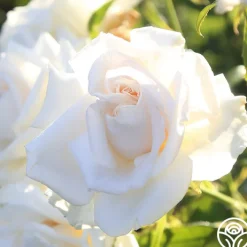 Full Sail>Heirloom Roses Outlet