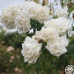 Full Sail>Heirloom Roses Outlet