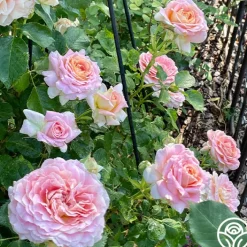 Fun in the Sun™>Heirloom Roses