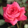 Galway Bay®>Heirloom Roses Discount