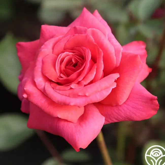 Galway Bay®>Heirloom Roses Discount