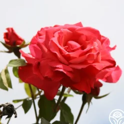 Galway Bay®>Heirloom Roses Discount