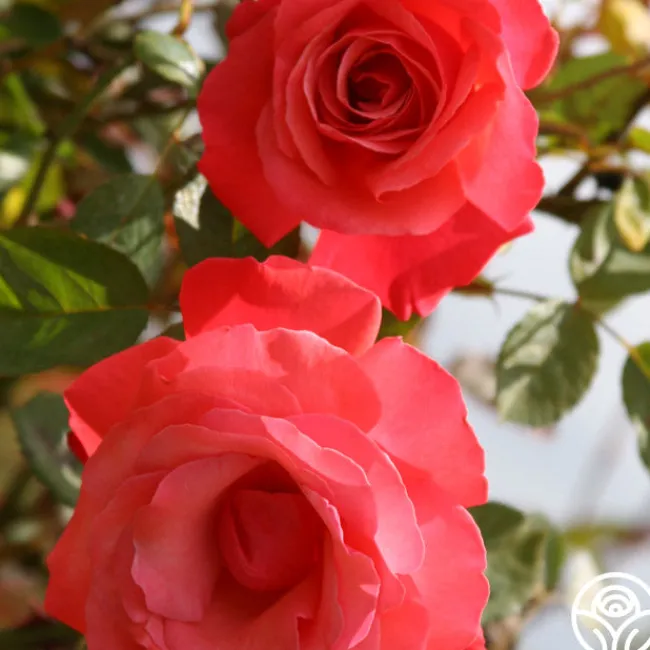 Galway Bay®>Heirloom Roses Discount