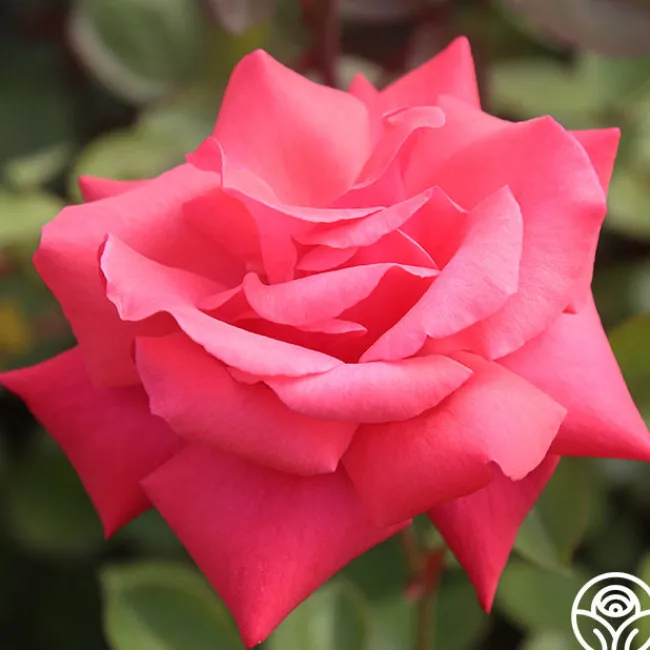 Galway Bay®>Heirloom Roses Discount