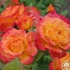 Garden Delight™>Heirloom Roses Discount