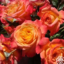 Garden Delight™>Heirloom Roses Discount