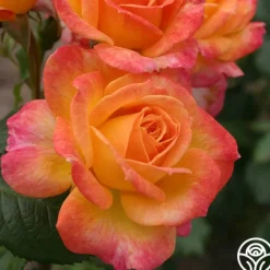 Garden Delight™><noscript><img width=