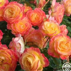 Garden Delight™><noscript><img width=