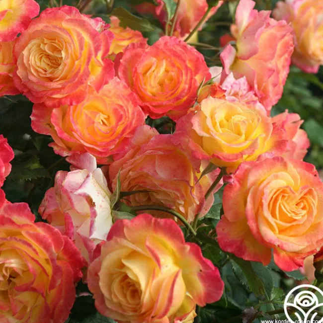 Garden Delight™>Heirloom Roses Discount