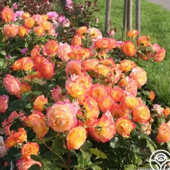 Garden Delight™><noscript><img width=