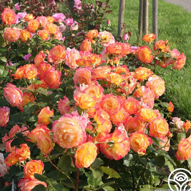 Garden Delight™>Heirloom Roses Discount