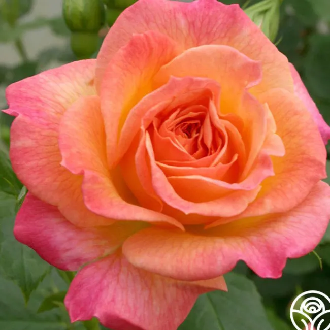 Garden Delight™>Heirloom Roses Discount