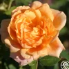 Garden Sun™>Heirloom Roses Sale