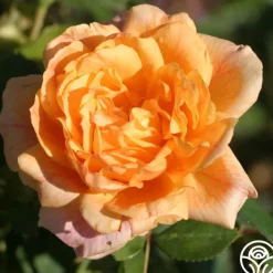 Garden Sun™>Heirloom Roses Sale