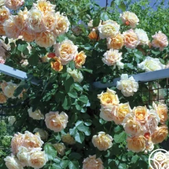 Garden Sun™>Heirloom Roses Sale