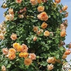 Garden Sun™><noscript><img width=