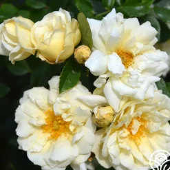 Gardenia>Heirloom Roses Best